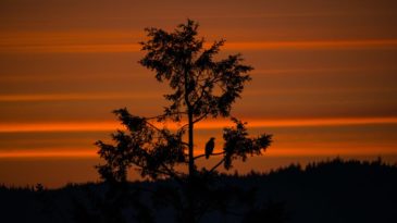 lennart-heim-296702