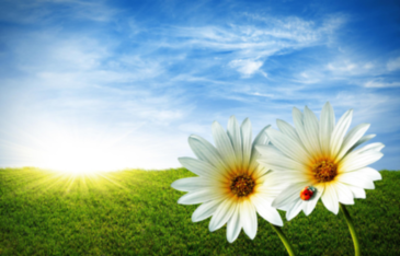 flowers2